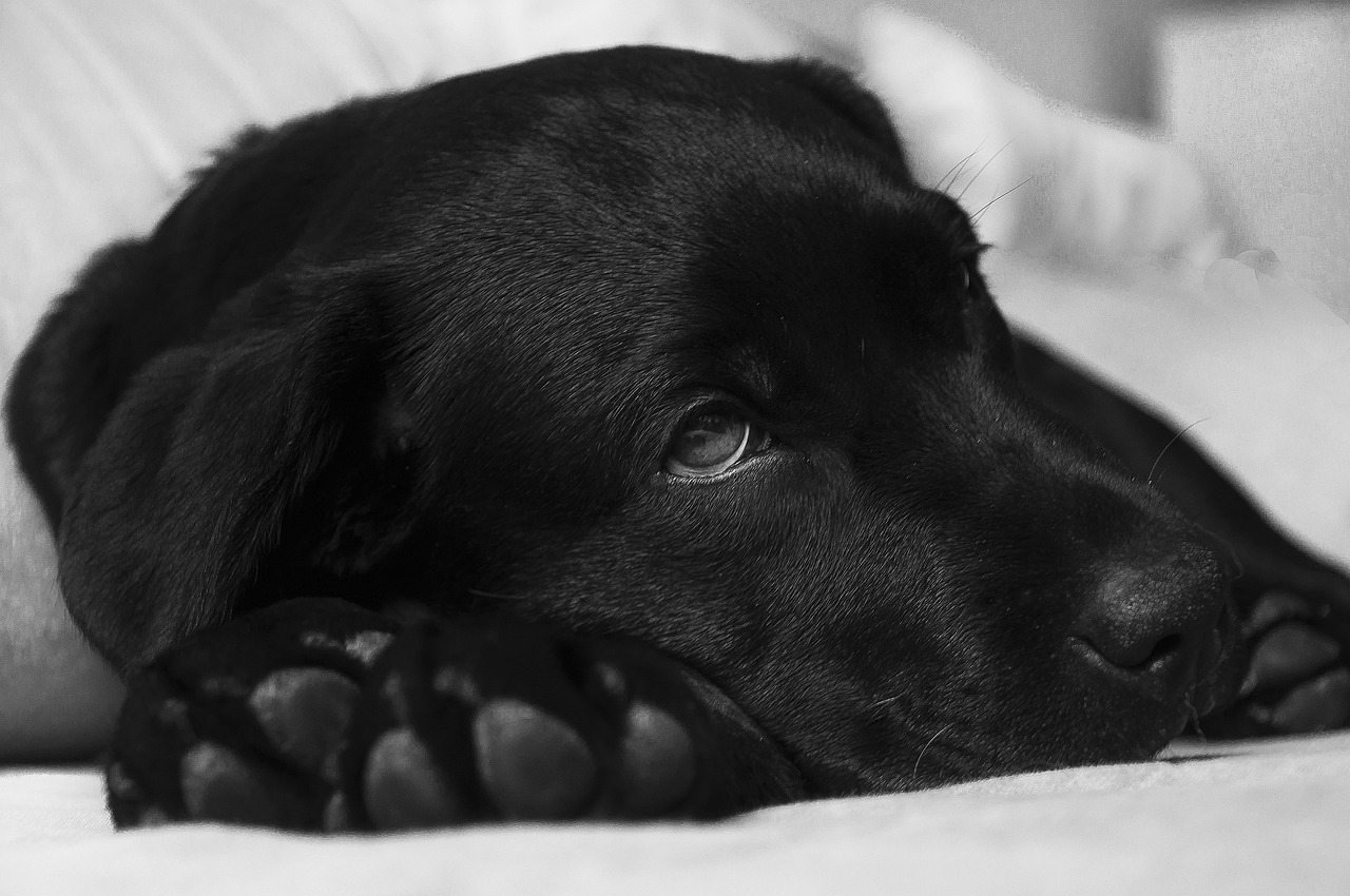 labrador, dog, animal-380800.jpg